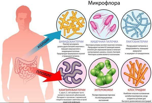 Польза эля для здоровья, дрожжи и хмель